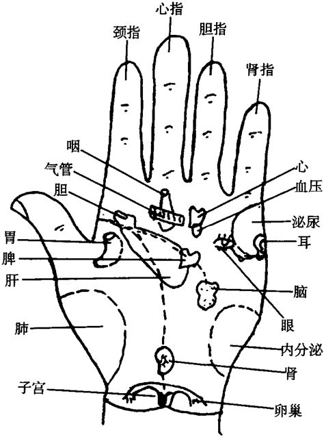 中指代表器官|中指对应哪个器官